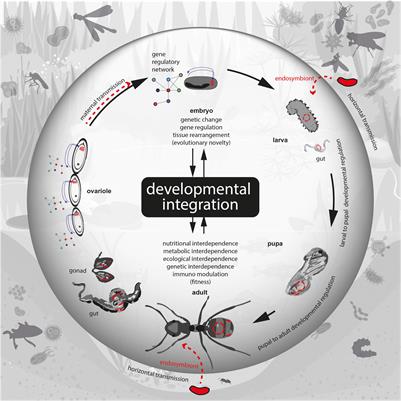 Developmental Integration of Endosymbionts in Insects